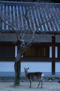 奈良の鹿、定番!