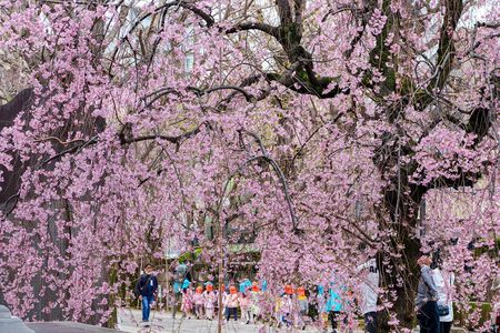 枝垂れ桜のお寺を訪ねて