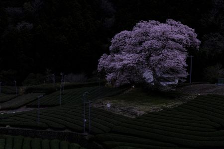 一本桜✕茶畑
