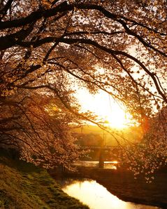 桜と夕陽