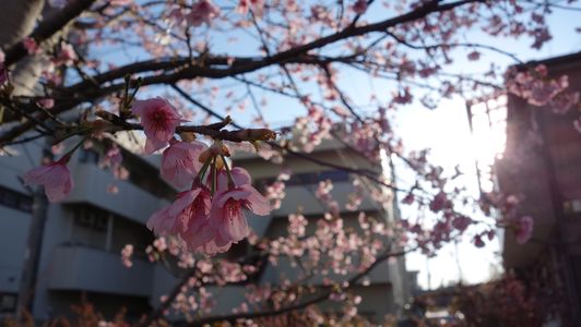 近所に咲いていた桜