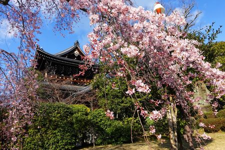 京都の桜　
