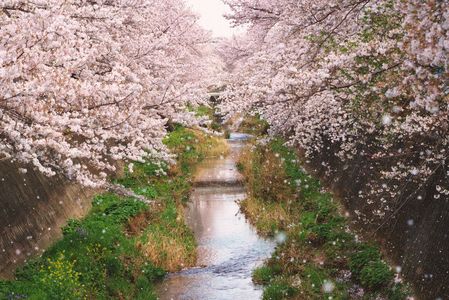 地元のさくら