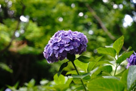 本土寺の紫陽花