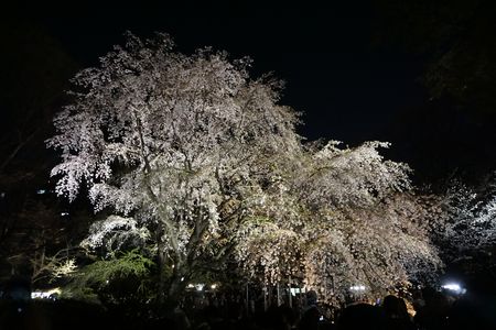 夜桜（六義園）