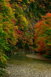 Autumn leaves of waterside