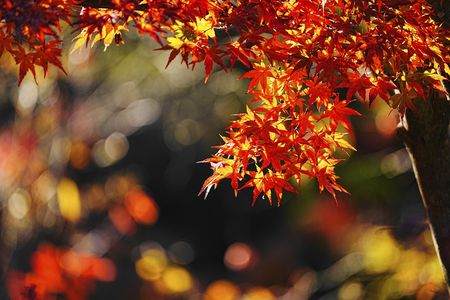 光あふれる世界