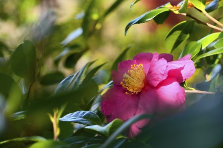 森林公園の花たち