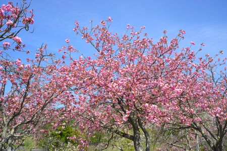 女鹿平の桜