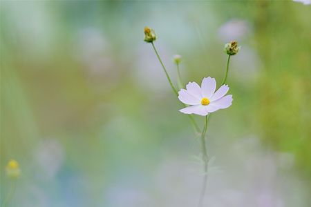 コスモスも会話している