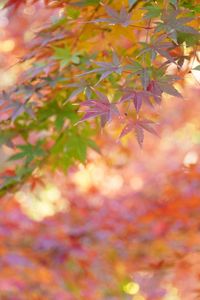 川越・喜多院の紅葉