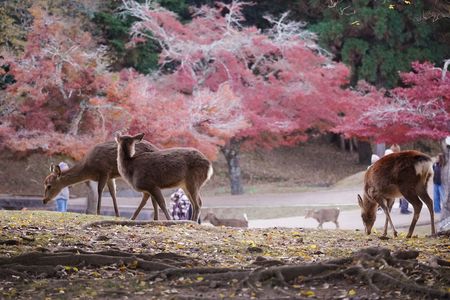 奈良の鹿