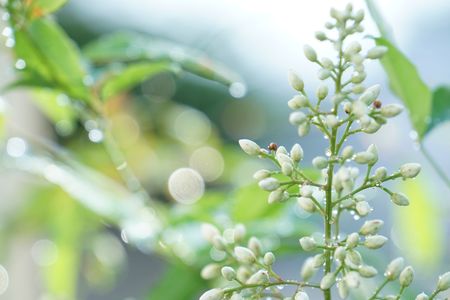 ナンテンの花