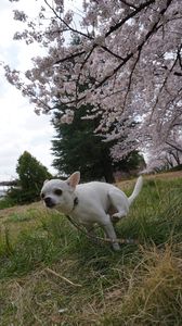 愛犬ハルと桜
