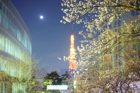 月と桜と東京タワー