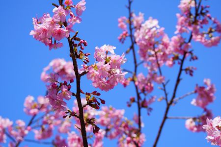 ちょっと早めの桜