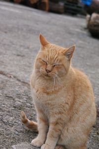 名誉工場長チャムオ