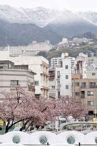 早咲きの熱海桜