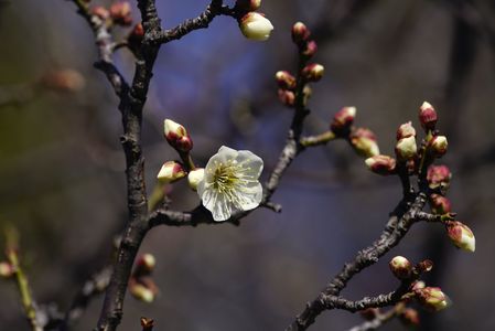白梅の花　咲き始め