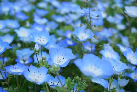 Nemophila