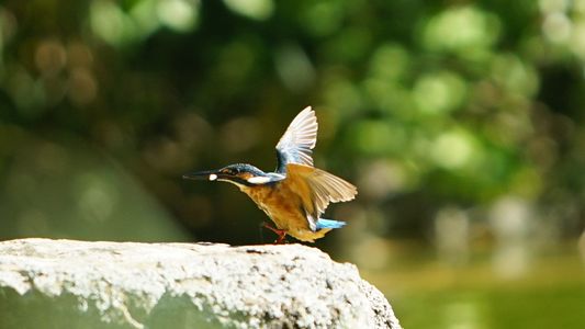 カワセミの捕食