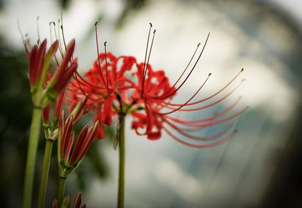 彼岸花まつり