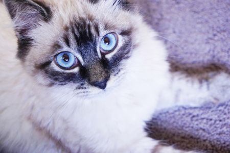青い瞳のLuna