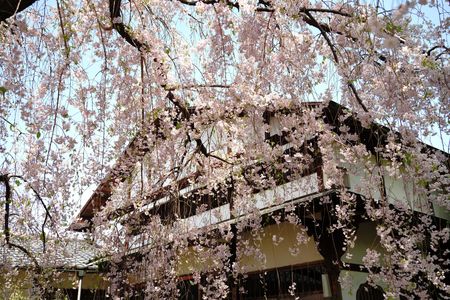 京都　しだれ桜　壱景