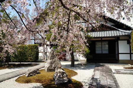 京都　しだれ桜　四景