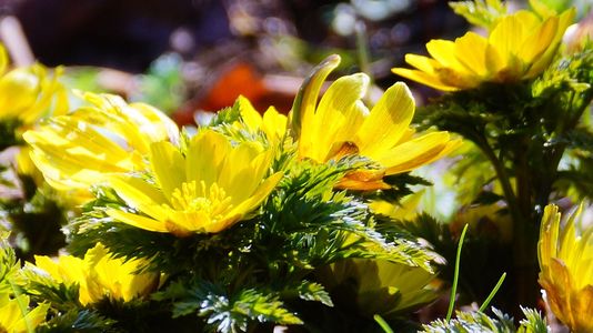 フクジュソウ　新宿御苑