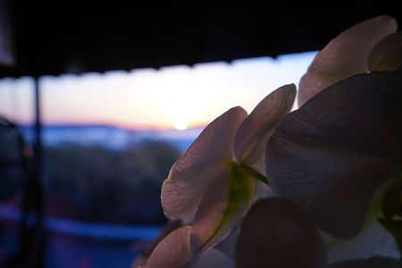 胡蝶蘭と夕日