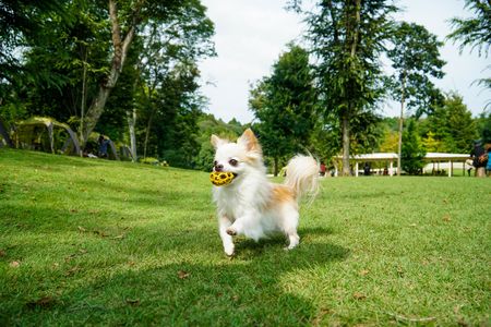小谷流の里　ドギーズアイランド