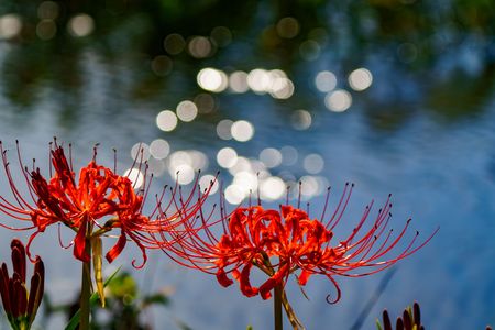 ⭐７つの彼岸花⭐