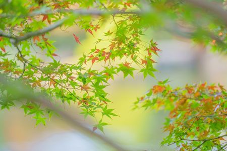 ⭐ちょっと紅葉🍁