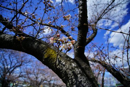 2018 初桜