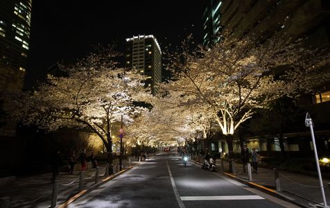 アークヒルズ　夜桜　行って来ました。