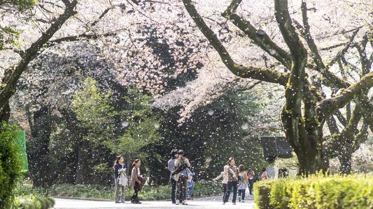 散り始めの桜-新宿御苑-