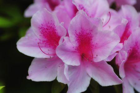 AZALEAにときめいて