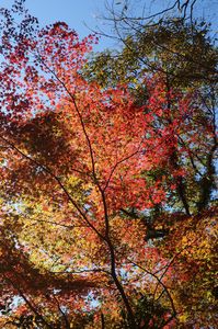 菊池渓谷（の外れ）を散歩