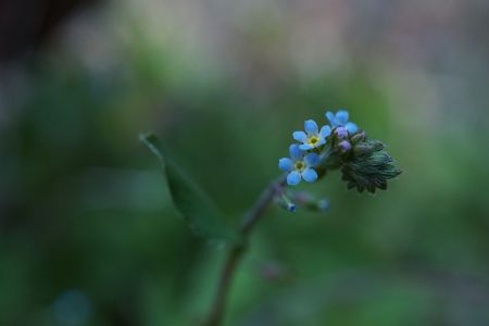 サソリ型花序というのですね。