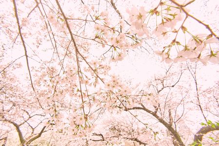 桜残像