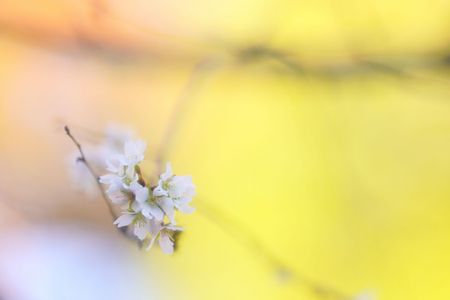 寒桜　早々目覚め　紅葉がり