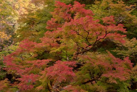 秋の装い艶やかに