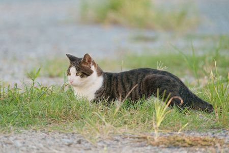 カエルを見送るネコちゃん