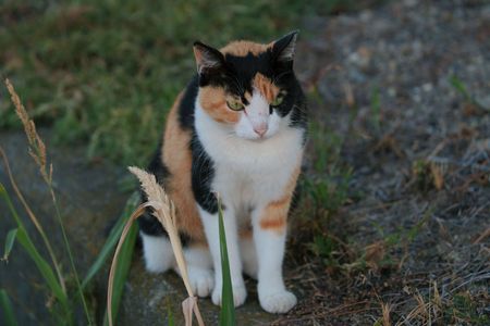 ご飯を待つネコちゃん