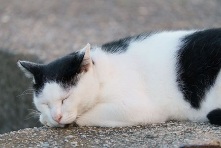 気持ち良さそうに眠るネコちゃん