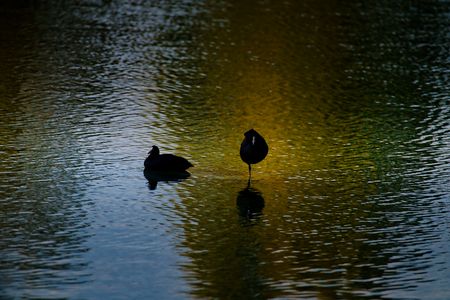 水に映る紅葉とオオバン