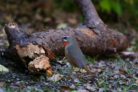 一週間姿を見れたノゴマ