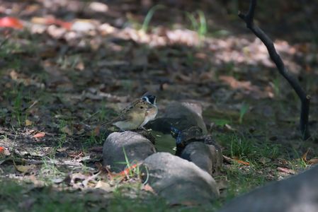 仲良く水を飲むキビタキと雀