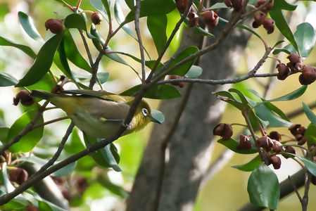 見つめるメジロ
